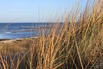 Strand - Seehund - Top-Hundeurlaub