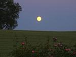 Lavendel - Top-Hundeurlaub