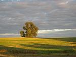Lavendel - Top-Hundeurlaub