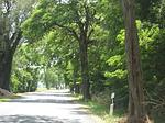 Lavendel - Top-Hundeurlaub