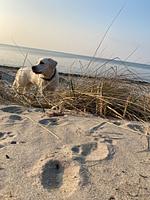 Strandrose - Top-Hundeurlaub