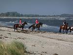 Rote Kate - Top-Hundeurlaub