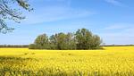 Herrenhaus Appartement 1 - Top-Hundeurlaub