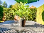 Terrasse - Wohnung 01-3 - Top-Hundeurlaub