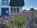 Gartenblick - Ferienhaus Schilfrohrsänger 30 - Top-Hundeurlaub