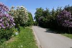 Landschaft - Poeler Strandfloh - Top-Hundeurlaub