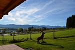 Berge - Gamsbock - Feriendorf Via Claudia Haus 59 - Top-Hundeurlaub