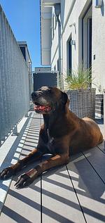 Terrasse - Ferienhaus Seeperle Smuk - Top-Hundeurlaub