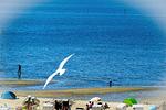 Strand - AS32 - Top-Hundeurlaub