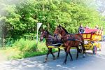 LM08 - Top-Hundeurlaub