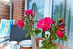 Terrasse - S4AU - Top-Hundeurlaub