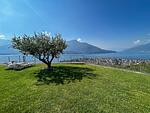 Garten - Olive - Top-Hundeurlaub
