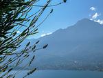 Meerblick - Olive - Top-Hundeurlaub
