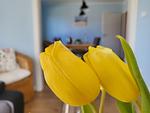 Ferienhaus Annas Garten - Top-Hundeurlaub