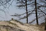 Strand - Ferienwohnung 4 - Top-Hundeurlaub