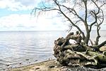 Landschaft - Haffhuus (51) - Top-Hundeurlaub