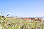 Landschaft - Haffhuus (51) - Top-Hundeurlaub