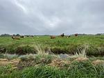 Landschaft - Kuh Blick Ferienhaus Sehestedt - Top-Hundeurlaub