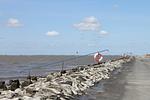 Strand - Kuh Blick Ferienhaus Sehestedt - Top-Hundeurlaub