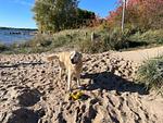 Strand - Fewo Strandgut - Top-Hundeurlaub