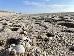 Strand - Meerliebe - Top-Hundeurlaub