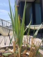 Balkon - Penthouse NorderNice - Top-Hundeurlaub