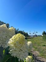 Gartenblick - Carla - Top-Hundeurlaub