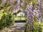 Garten - Appartment I Giardino - Top-Hundeurlaub