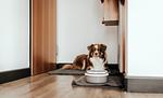 Okelmann's. Eco Hotel & Appartement - Top-Hundeurlaub