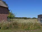 Meerblick - Malerhaus Seegras - Top-Hundeurlaub