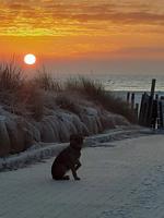 MeerRuhe - Top-Hundeurlaub