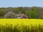 Bodderkuul - Top-Hundeurlaub