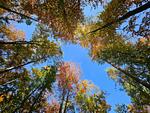 FeWo Am Wald FeWo Dekoratives Detail - Ferienwohnung Am Wald - Top-Hundeurlaub