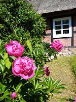 Ferienwohnung Nostalgische Auszeit - Top-Hundeurlaub