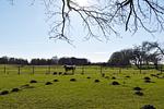 Ferienwohnung Nostalgische Auszeit - Top-Hundeurlaub