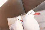Dekoratives Detail - Sterntaler - Top-Hundeurlaub