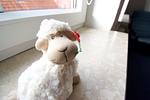 Bente - Top-Hundeurlaub