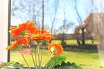 Dekoratives Detail - Heimathafen Ebeler - Top-Hundeurlaub