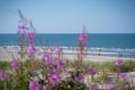 Nordsee Liebe Haus C - Top-Hundeurlaub
