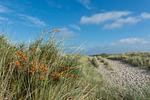 Appartementhaus Westerloog 10-Balkon - Top-Hundeurlaub