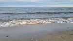 Strand - Ferienhaus Vorm Wind - Top-Hundeurlaub