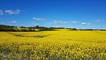 Ferienhaus Strandoase - Top-Hundeurlaub