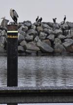 Beobachter - Neu renoviertes schwimmendes Ferienhaus „Fischland“ in Barth - Top-Hundeurlaub