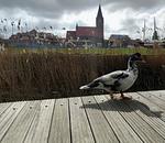Ente am Steg - Neu renoviertes schwimmendes Ferienhaus „Fischland“ in Barth - Top-Hundeurlaub