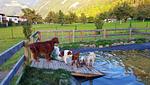 Riederhof im Tiroler Oberland - Top-Hundeurlaub