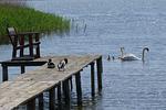 Landschaft - Floating Houses - schwimmende Ferienhäuser in Kröslin - Haus 1 - Top-Hundeurlaub