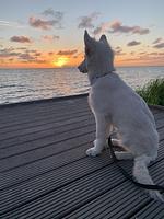 Chalet Sonnenplätzchen mit Zaun Zweite Reihe Haus Nr. 229 - Top-Hundeurlaub