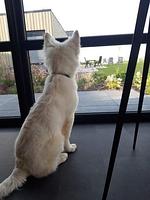 Chalet Sonnenplätzchen mit Zaun Zweite Reihe Haus Nr. 229 - Top-Hundeurlaub