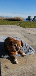 Chalet Seestern Erste Reihe Haus Nr. 230 - Top-Hundeurlaub