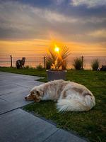 Chalet Beach Oase Erste Reihe mit Zaun Haus Nr. 248 - Top-Hundeurlaub